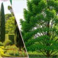 Cypress Trees in Landscaping: Elegant Options for Shade and Privacy