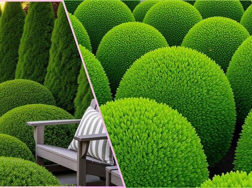 Evergreen Shrubs for Landscaping: Green All Four Seasons