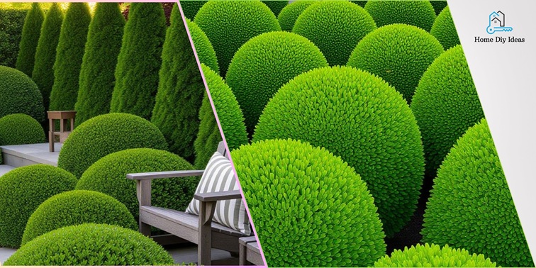 Evergreen Shrubs for Landscaping: Green All Four Seasons