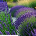 Lavender in Landscaping: Uses and Design Inspiration
