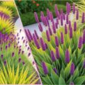 Native Plants in Landscaping: Eco-Friendly Choices That Save Water